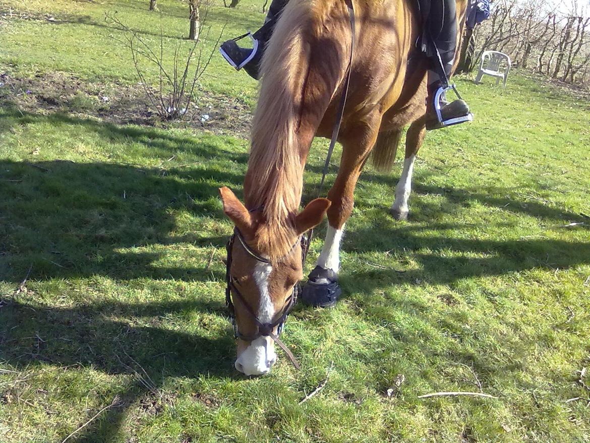 Frederiksborg Ronja billede 19