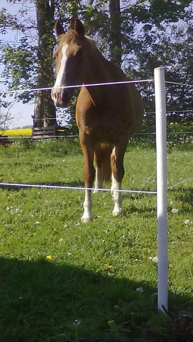 Frederiksborg Ronja billede 20