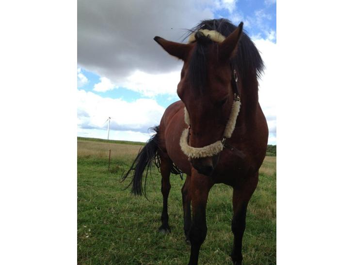 {{currentPhoto.altText}} billede {{currentPhoto.number}}