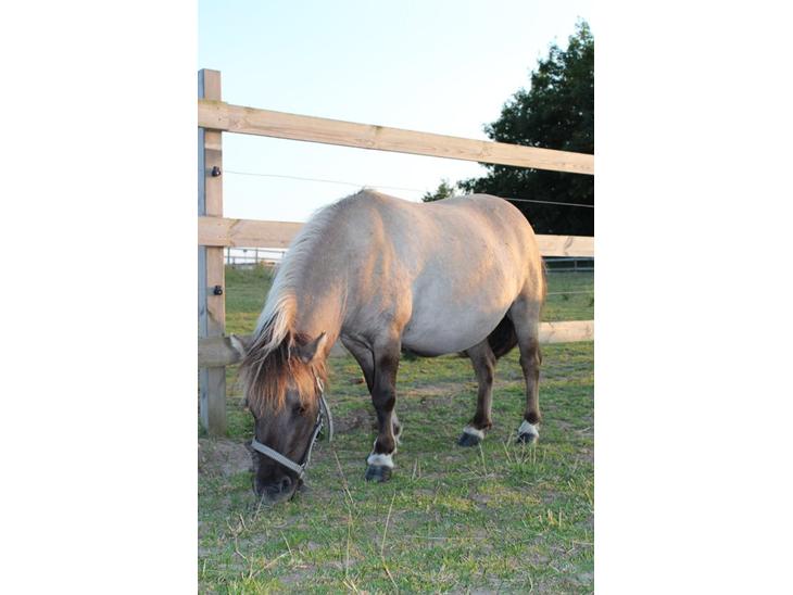 {{currentPhoto.altText}} billede {{currentPhoto.number}}