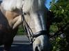 Palomino Sun shin [Tidl. part]