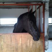 Anden særlig race Zafir (solgt)