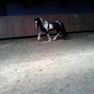 Tinker Kastanjelundens Logan