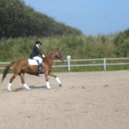 Dansk Varmblod Zagandi