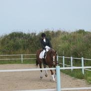 Dansk Varmblod Zagandi