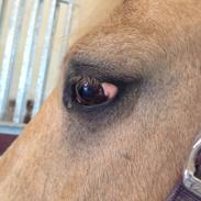 Welsh Pony af Cob-type (sec C) Goldy Girl (R.I.P)