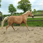 Welsh Pony af Cob-type (sec C) Goldy Girl (R.I.P)