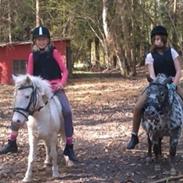 Knabstrupper Oskar [part]