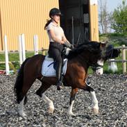 Welsh Pony af Cob-type (sec C) Thers Mickey Mouse