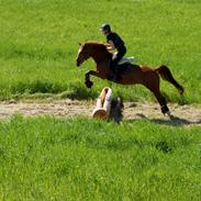 Tysk Sportspony Celette