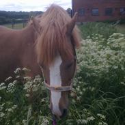 Anden særlig race Bubi