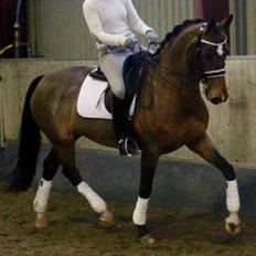 Anden særlig race Cornelia Deena R.I.P