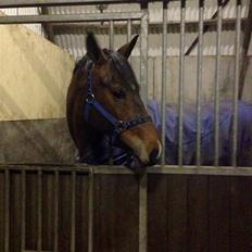 Anden særlig race Cornelia Deena R.I.P