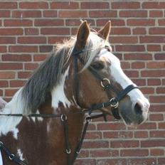 Pinto † Pucahontas †