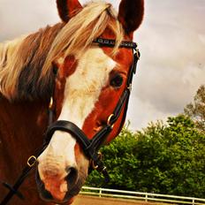 Pinto † Pucahontas †