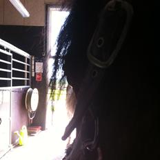 Anden særlig race Romze