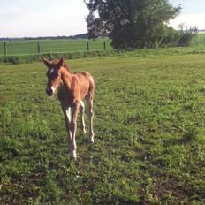 Barockpinto Sejerstens Thor