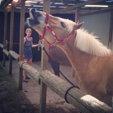 Haflinger Absalon