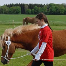 Islænder Kella fra Gjermose