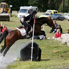 Dansk Varmblod Toftegårdens Carisma