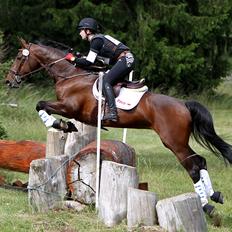 Dansk Varmblod Toftegårdens Carisma
