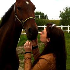 Dansk Varmblod Toftegårdens Carisma