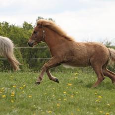 Islænder Funi fra Godset