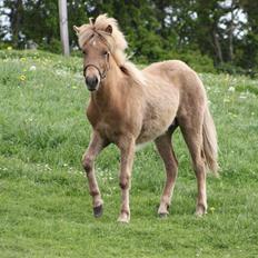 Islænder Funi fra Godset