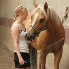 Palomino • Linnel's Casanova *SOLGT*