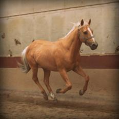 Palomino • Linnel's Casanova *SOLGT*
