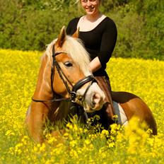 Haflinger LuLu Lakisha