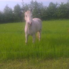 Connemara Hedegården's Sultan  [SAVNET UBESKRIVELIGT MEGET]