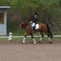 DSP Røgild's Chico - årets DSP hingsteføl i 2006