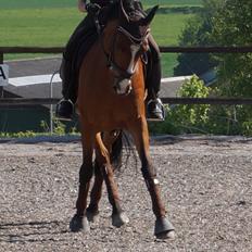 DSP Røgild's Chico - årets DSP hingsteføl i 2006