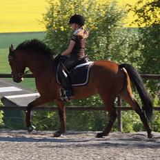 DSP Røgild's Chico - årets DSP hingsteføl i 2006