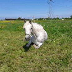 Arabisk fuldblod (OX) Cezanne