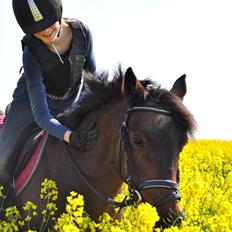 Anden særlig race Isabell  RIP 