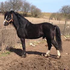 Welsh Pony af Cob-type (sec C) LlANFIHANGEL HEDD-WYN.  R.I.P 2016