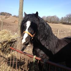 Welsh Pony af Cob-type (sec C) LlANFIHANGEL HEDD-WYN.  R.I.P 2016