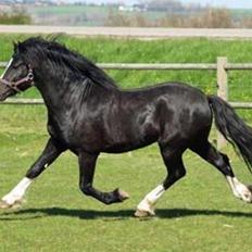 Welsh Pony af Cob-type (sec C) LlANFIHANGEL HEDD-WYN.  R.I.P 2016