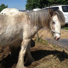 Irish Cob Bella Donna