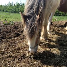 Irish Cob Bella Donna