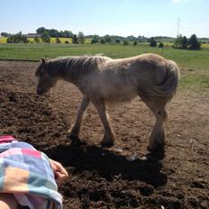 Irish Cob Bella Donna