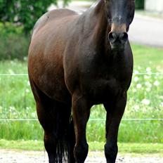 Tysk Sportspony Beauty