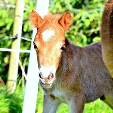 Miniature Rævhedegårds Elliot