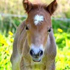 Miniature Rævhedegårds Elliot