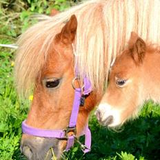 Miniature Rævhedegårds Elliot