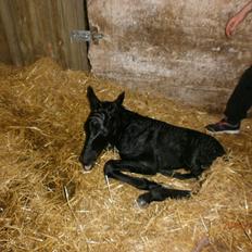 Anden særlig race RUMLE