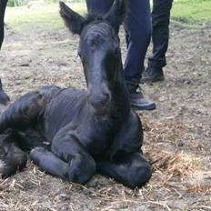 Anden særlig race RUMLE