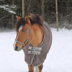 Anden særlig race Nikita (Kitty) [himmelhest]